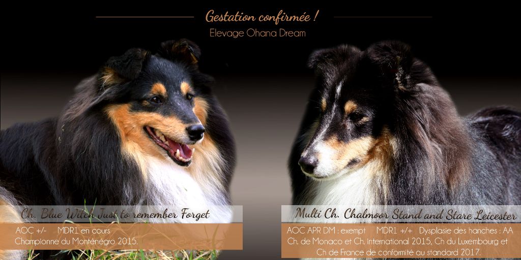 D'Ohana Dream - Gestation confirmée pour Forget et Leicester