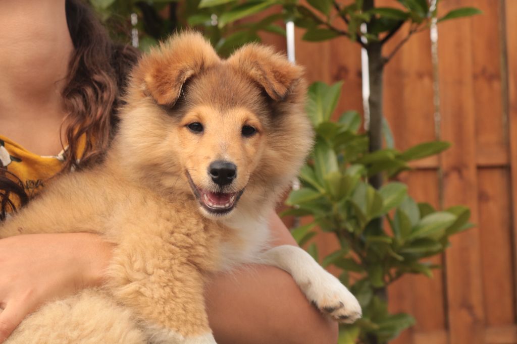 D'Ohana Dream - Shetland Sheepdog - Portée née le 13/06/2019
