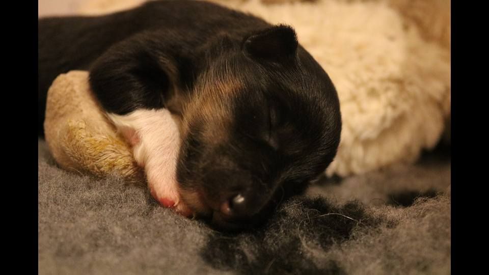 D'Ohana Dream - Shetland Sheepdog - Portée née le 02/04/2018