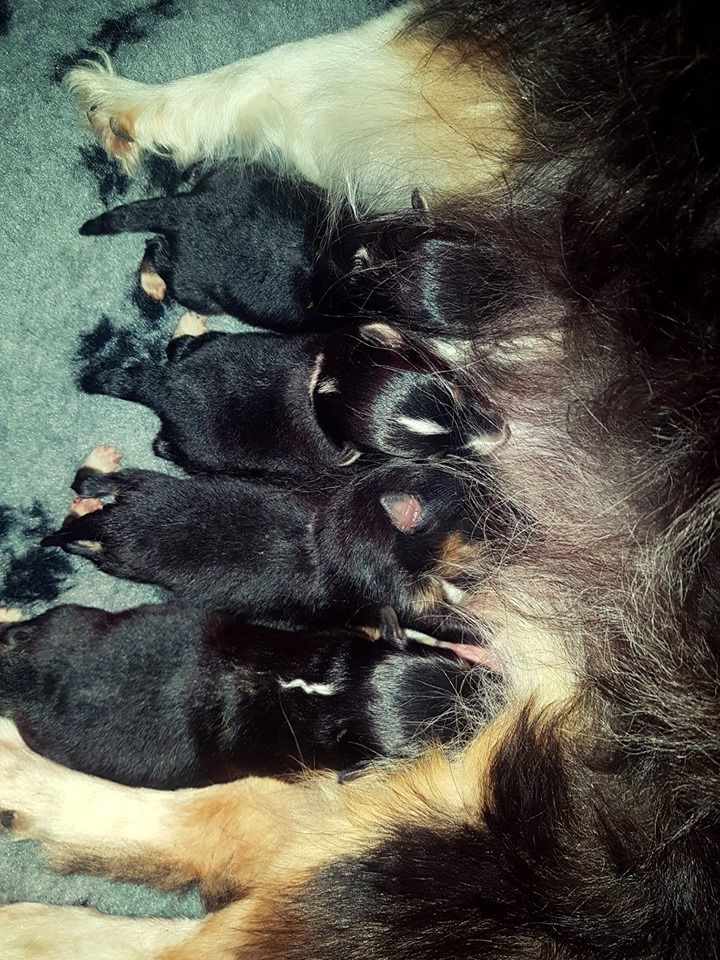 D'Ohana Dream - Shetland Sheepdog - Portée née le 10/06/2019