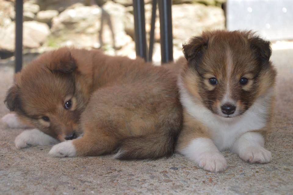 D'Ohana Dream - Shetland Sheepdog - Portée née le 23/07/2017